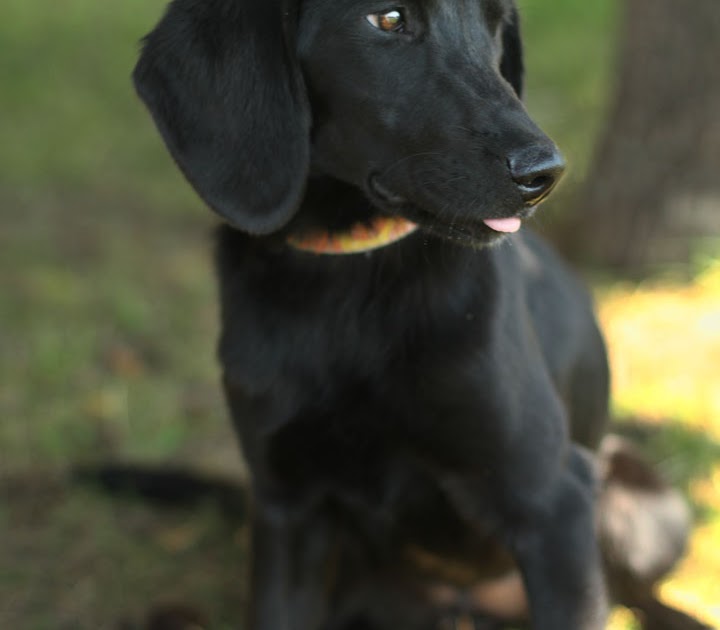 Beagle Black Lab Mix