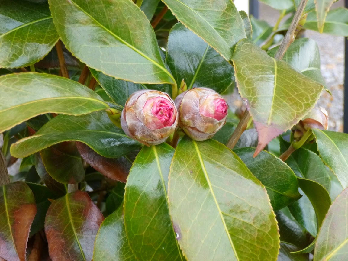 Camellia buds after cold winter