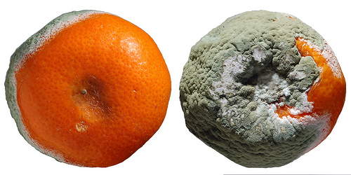 Image result for rotting oranges