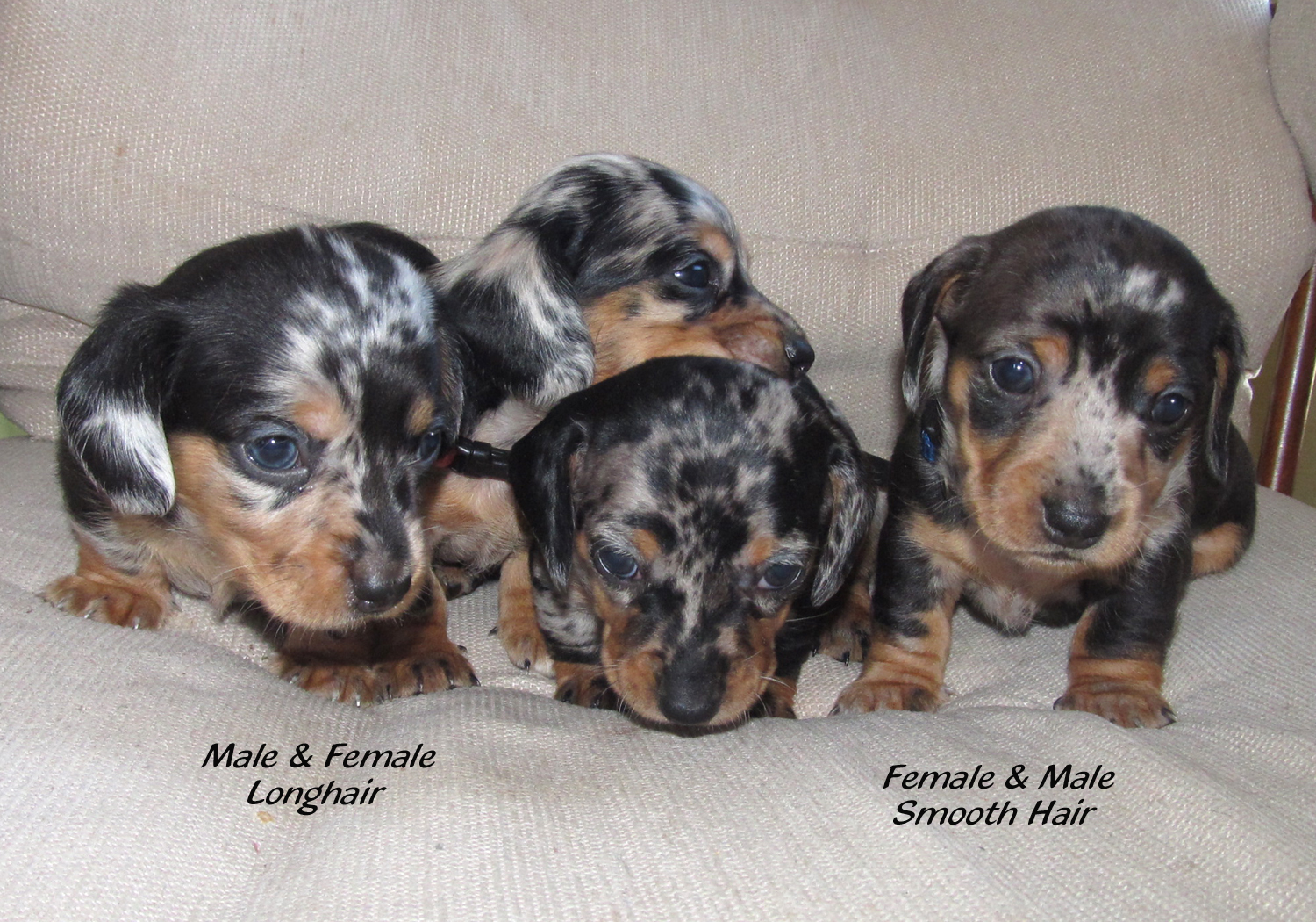 dapple dachshund puppies for sale in nc ckc chocolate dapple puppies dachshund for sale breeds picture dapple dachshund puppies for sale in nc ckc chocolate dapple puppies dachshund for sale breeds picture