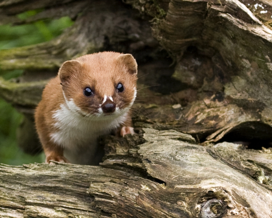 Cartoon Stoat