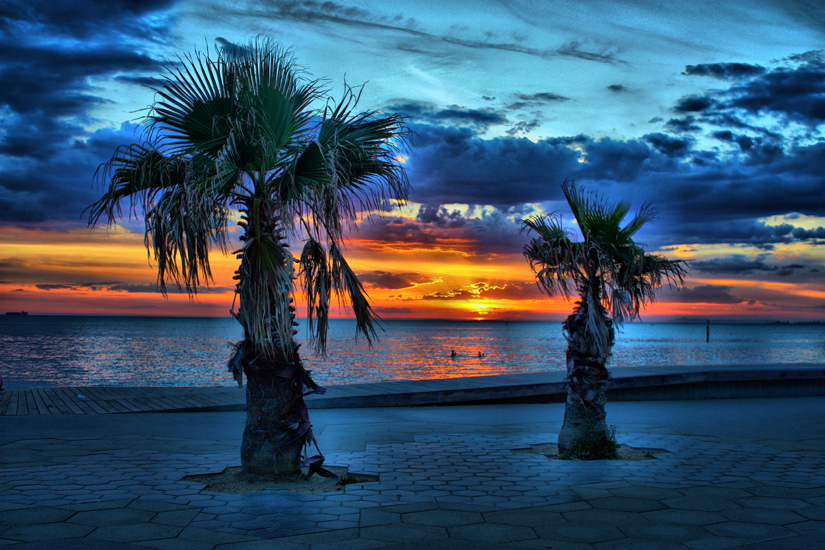Sunset palm trees