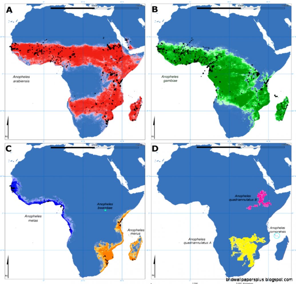 Speciation in Anopheles gambiae — The Distribution of Genetic Speciation in Anopheles gambiae — The Distribution of Genetic