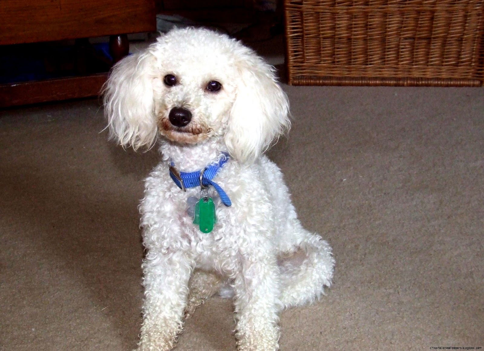 Toy Poodle Dog Breed Toy Poodle Dog Breed