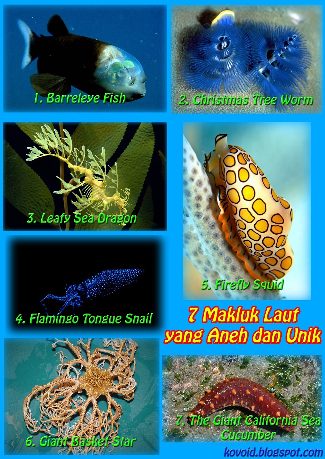 7 Makluk Laut yang Aneh dan Unik Kovoid 7 Makluk Laut yang Aneh dan Unik Kovoid