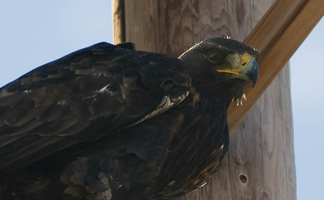 Wyoming Photos Golden Eagle