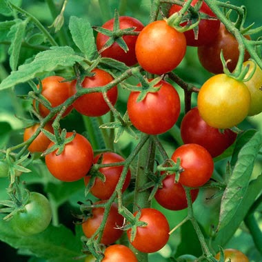 tomato growing tips on crop rotation and pest control information about crops tomato growing tips on crop rotation and pest control information about crops
