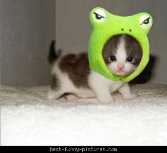 http://3.bp.blogspot.com/-6H1jgaDvTDs/Tj9aCukH4eI/AAAAAAAAAL4/LXrfudIl9Xs/s1600/frog+kitty.jpg