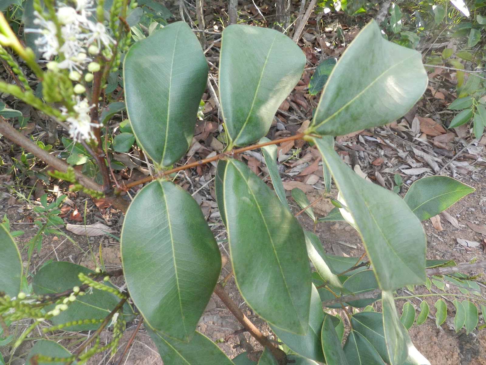Fabaceae Leguminosae Fabaceae Copaifera elliptica Mart.