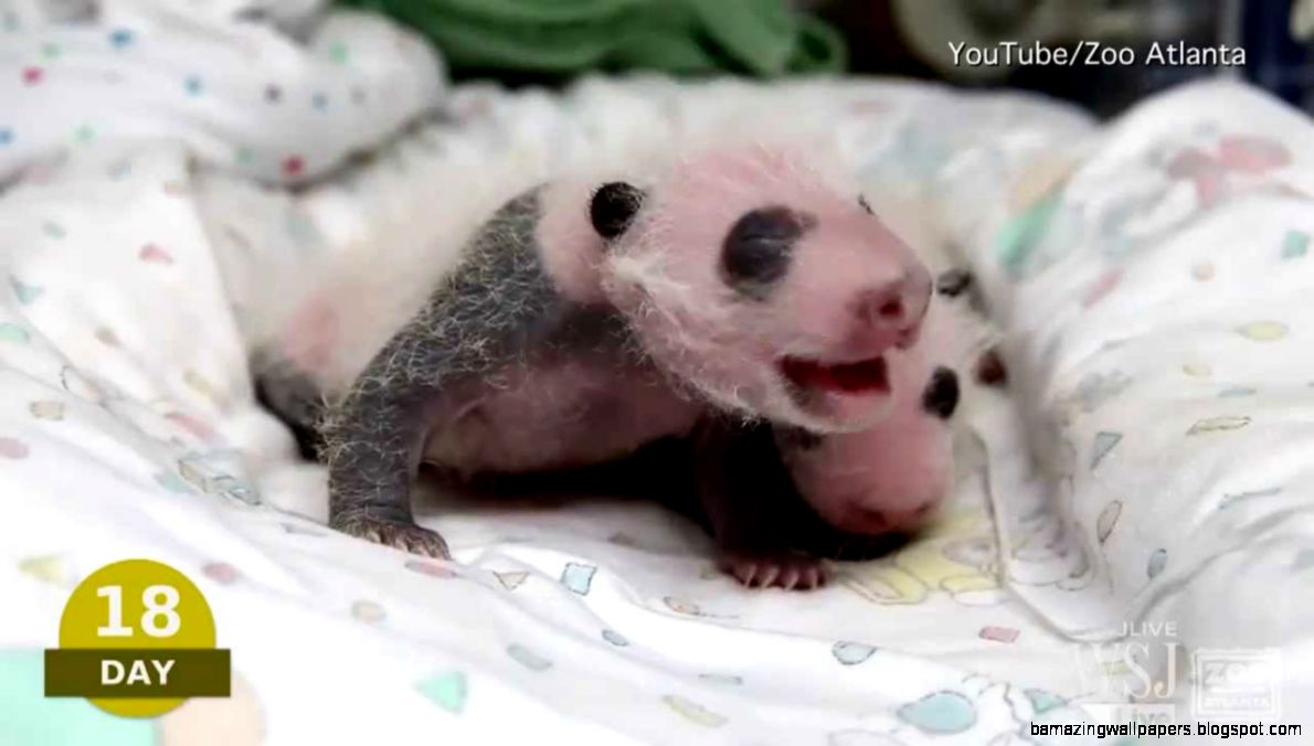 Baby Pando Video Atlanta Zoo quotPanda Camquot Watch Newborn Giant Baby Pando Video Atlanta Zoo quotPanda Camquot Watch Newborn Giant