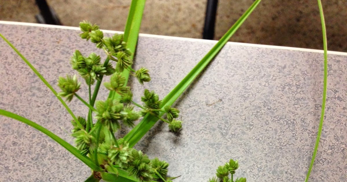 Along Slap Out Gully Native sedge vs the invasive