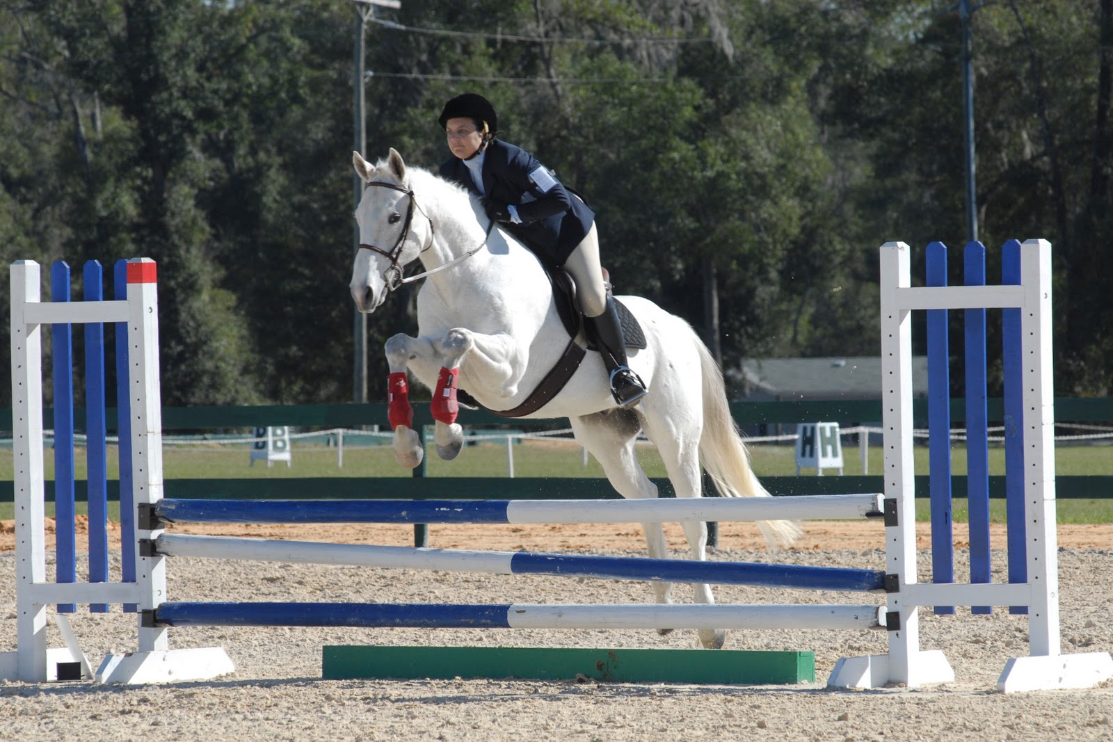 HD Animals Wallpapers Horse Jumping Pictures