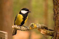 mallerenga carbonera(parus major)