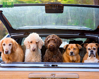Five dogs in car wallpaper