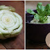 How To: Regrowing Bok Choy