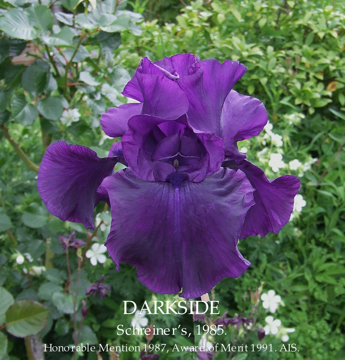 Tall Bearded Iris "DARKSIDE" HERITAGE IRISES