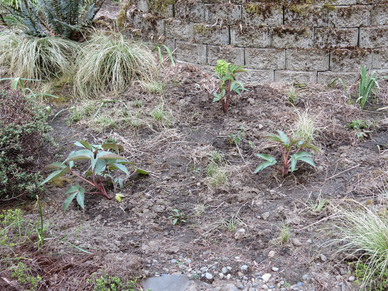 Ryan Homes Florence In Buffalo Diy Landscaping Finished Product