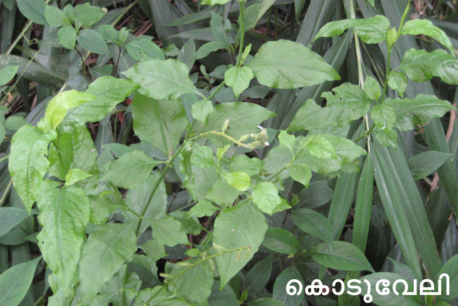 Ayurvedic Medicinal Plants in Kerala