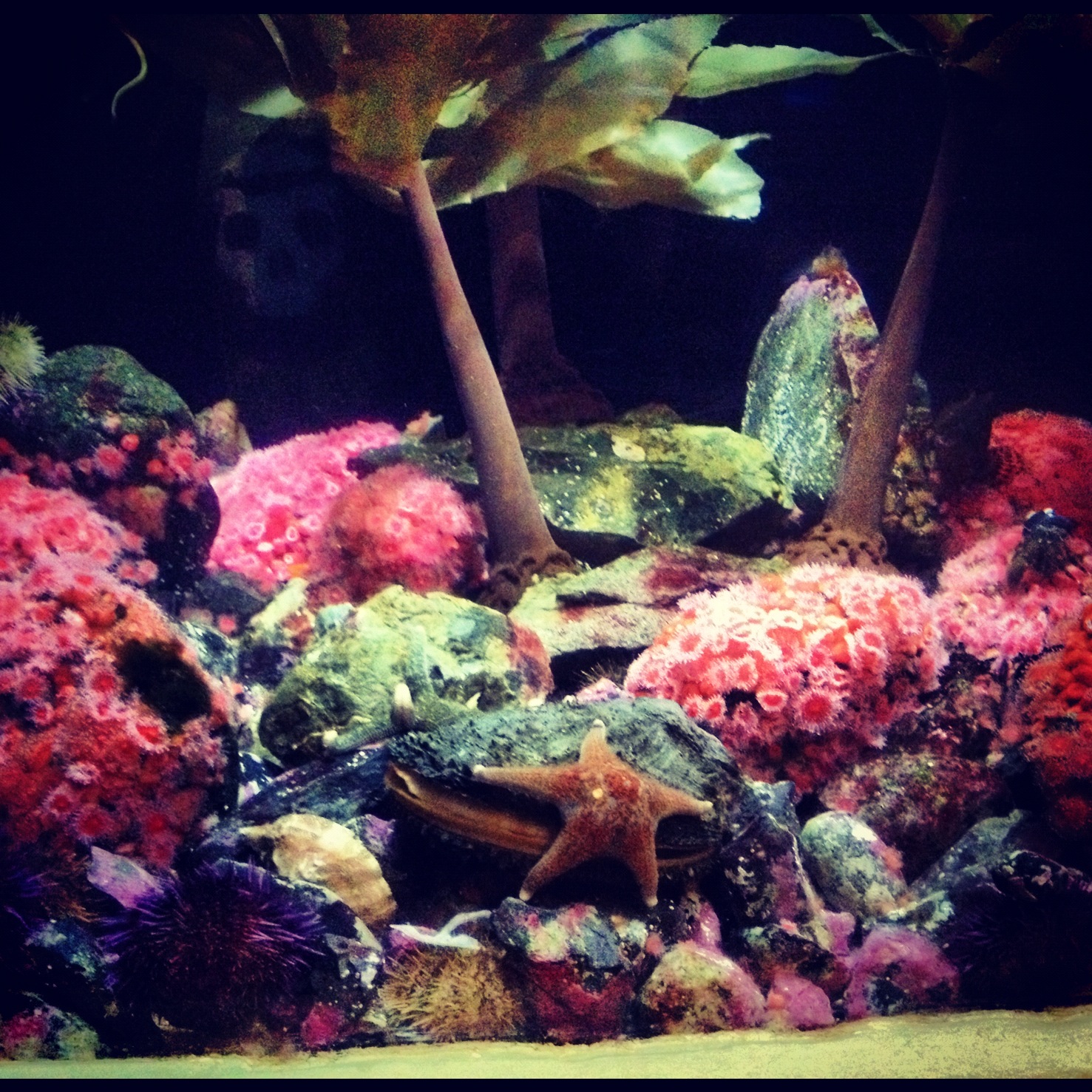 Curators of Cool. Finally made it to the Dallas Aquarium.