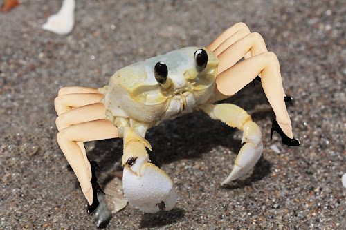 Freaky Animals with Human Parts