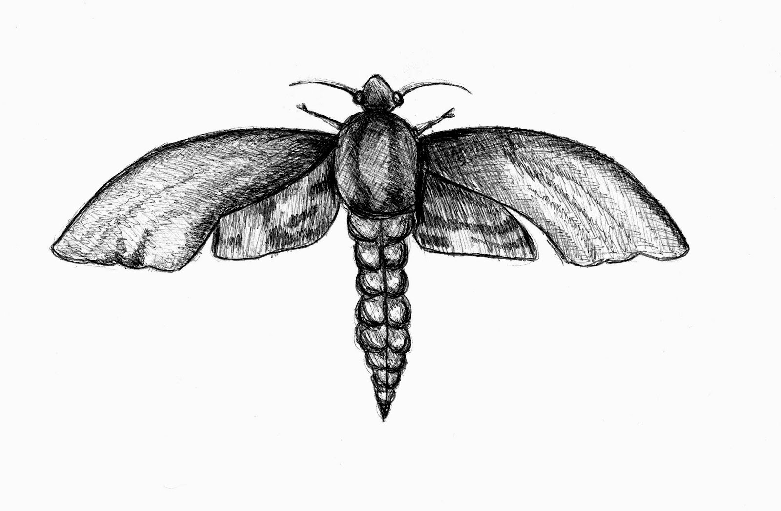 Animal Insect Sketch Drawing 