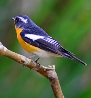 Burung sikatan mugimaki mp3 Burung sikatan mugimaki mp3
