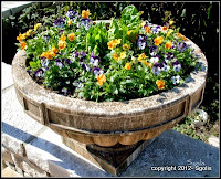Colorful Pansy Urn