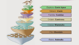 Taxonomia e sistemática - Regras de nomenclatura Taxonomia e sistemática - Regras de nomenclatura