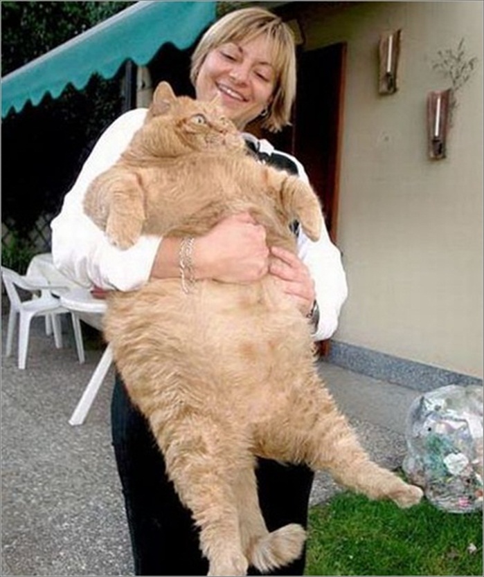 Meet The Worlds Fattest Animal A Journey Of Natural Wonders - tkvvxfk