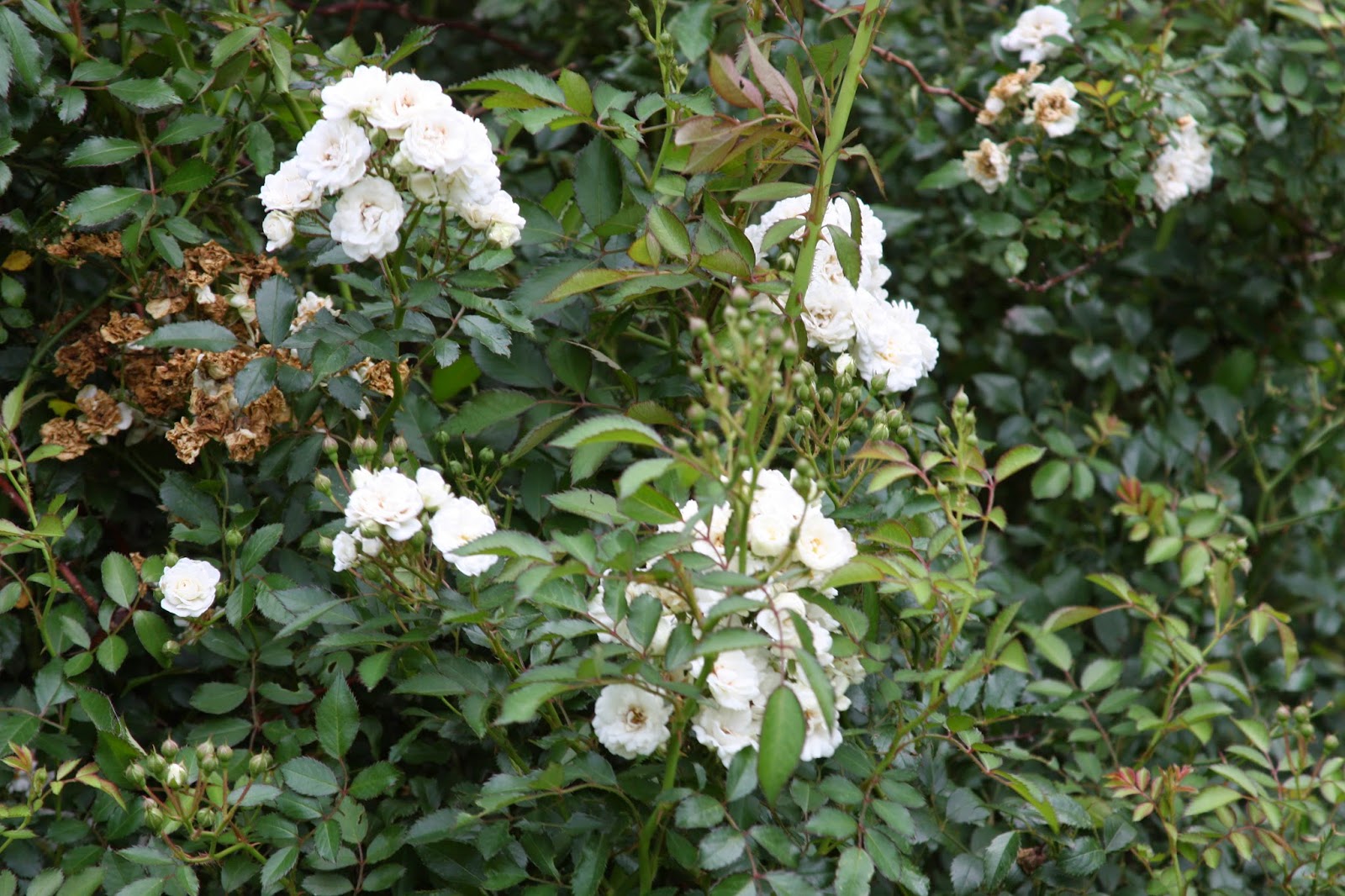 The British Gardener The Tropical Years Damn Good Plants