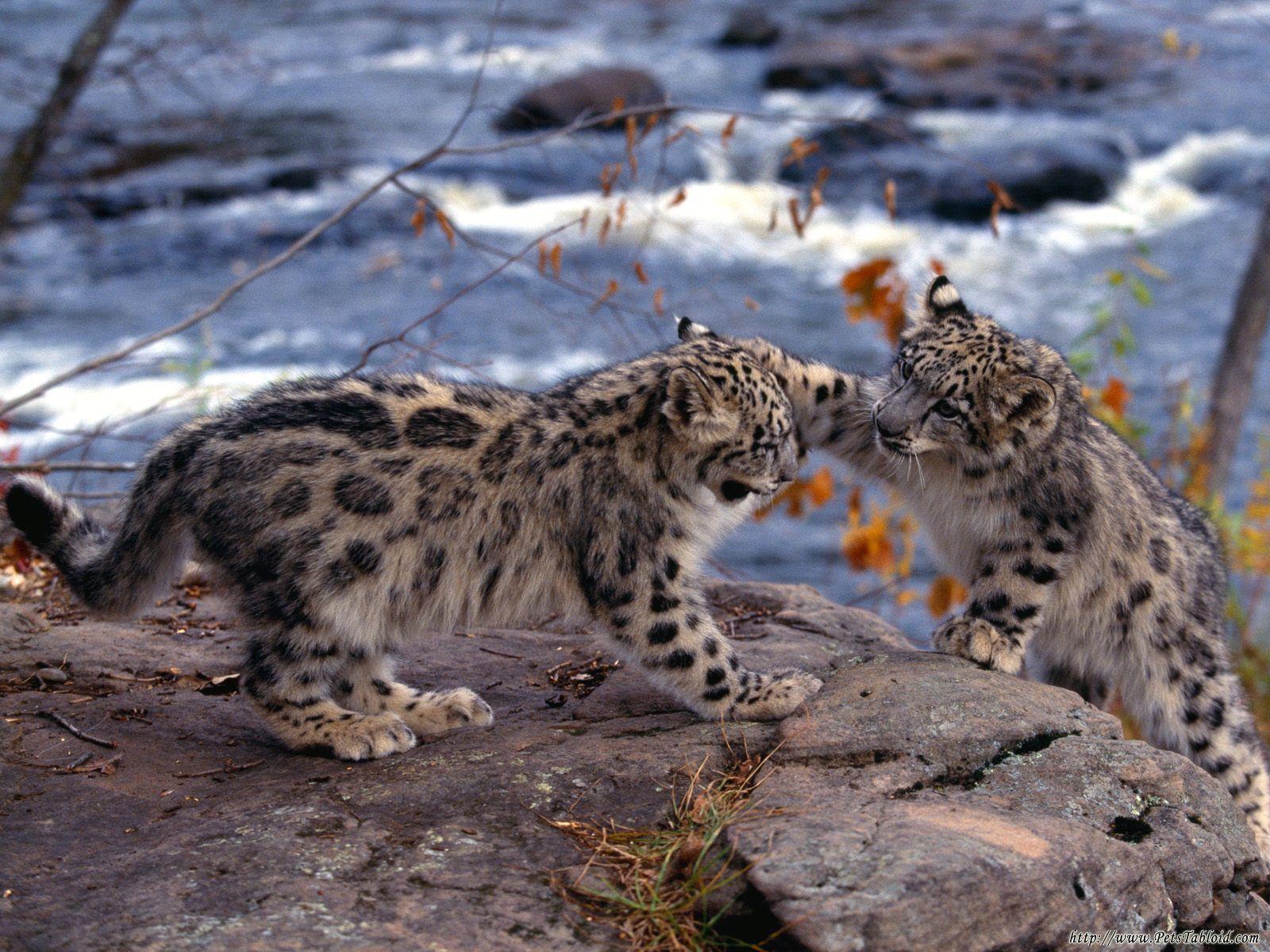 Leopardos bebés Baby and cute leopards