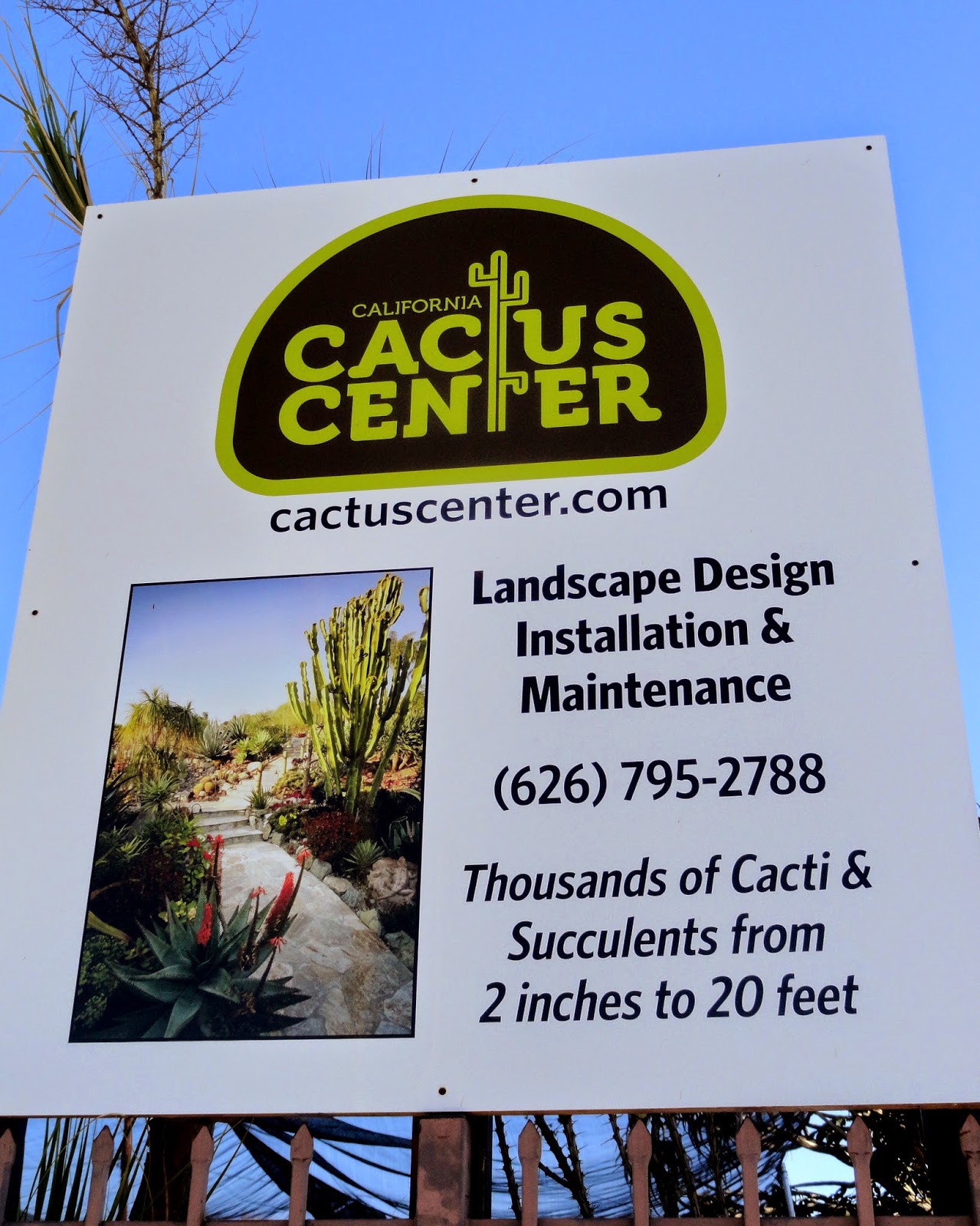 Growth Habits And Progress Of Six Pittosporum Tenuifolium Selections