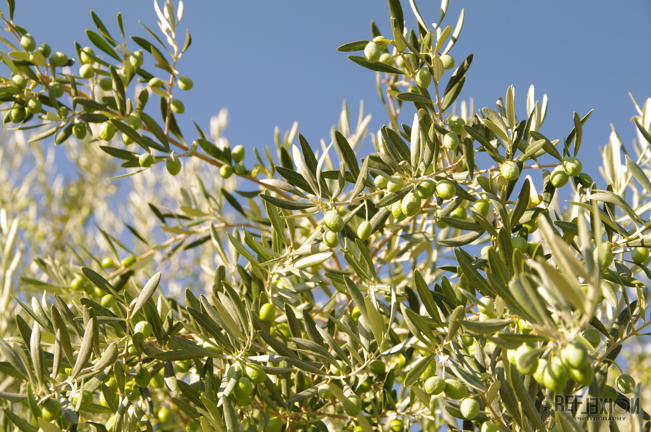 Reflexion Photography Green Olives, Provence, France