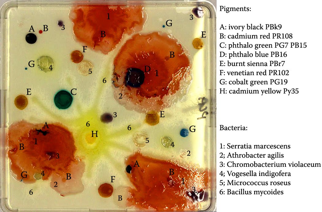 Bacteria Painting