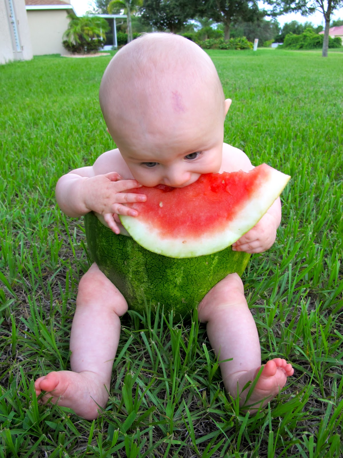 little baby watermelon little baby watermelon