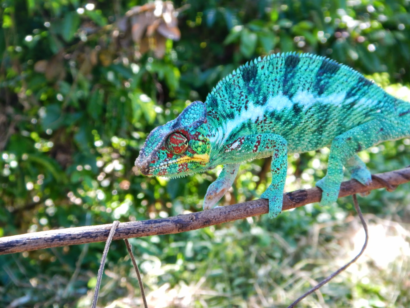 Itchy Feet - Welcome!: Nosy Komba, Nosy Be, and other Madagascar Islands