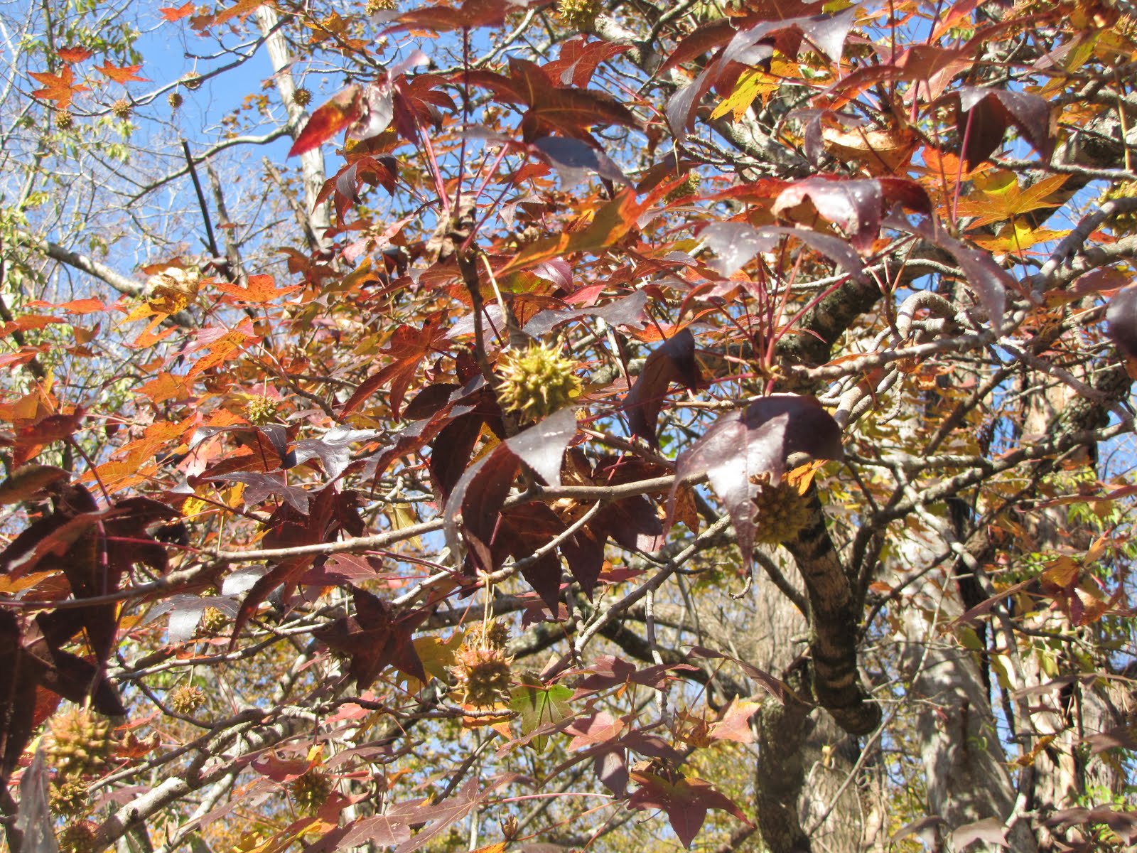 Folklife Friday Sweet Gum Balls