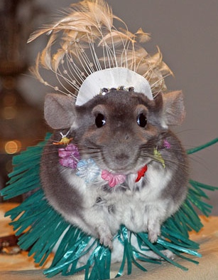 Deer silhouette vector cdr 3axis Latest Funny Pictures: Funny Chinchilla Images