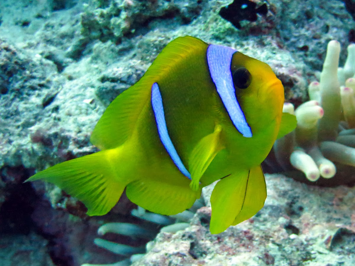 Einfach mal abtauchen: Februar 2014