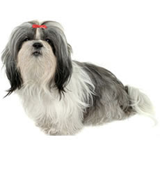 Facts about Shih Tzu