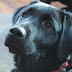 97+ 4K UHD Lab Black Adorable Dog Ideas