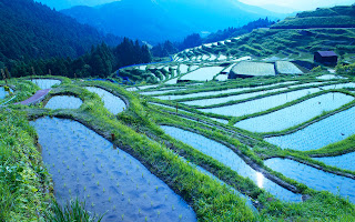 Rice Field Landscape Wallpaper HD