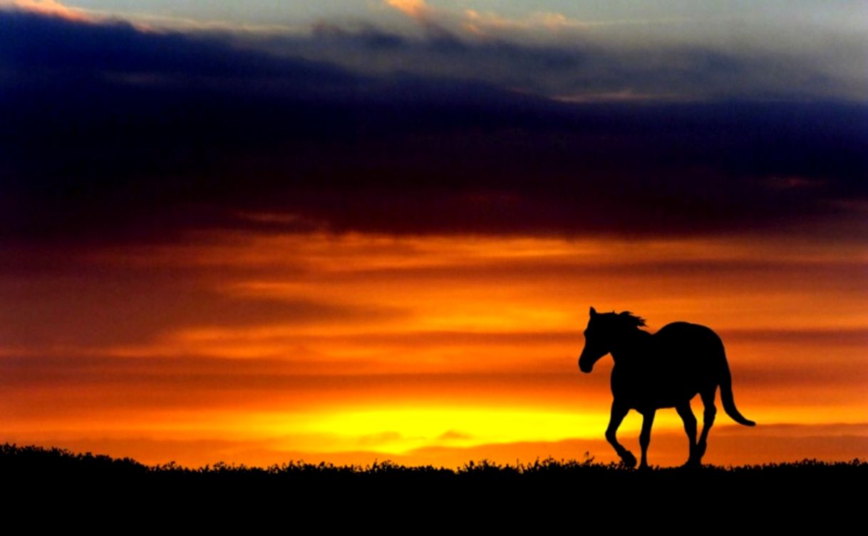 Horses In The Sunset | Wallpapers Gallery