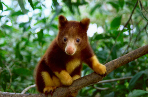 จิงโจ้ต้นไม้ (Tree kangaroo) ความน่ารักของผืนป่า