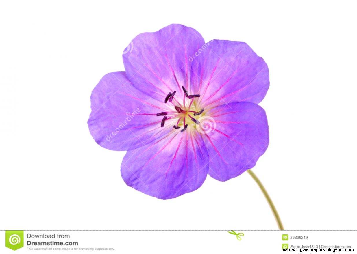 Single Flower Of A Geranium Cultivar Royalty Free Stock Images Single Flower Of A Geranium Cultivar Royalty Free Stock Images