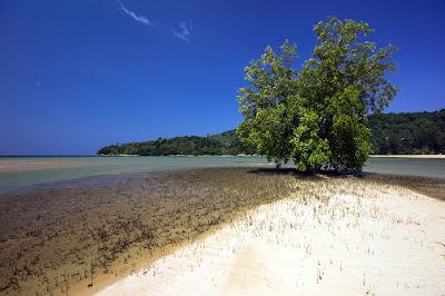 Mangrove tree, Layan Beach, Phuket