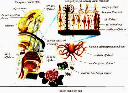Sistem Indra Pada Manusia Sistem Indra Pada Manusia