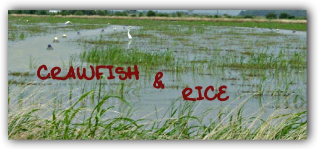 Crawfish & Rice: Apps, Snacks, & Bevs