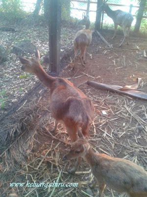 Rusa di Taman Wisata Bendung Lodoyo