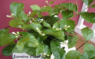 Caring for Jasmine Plant